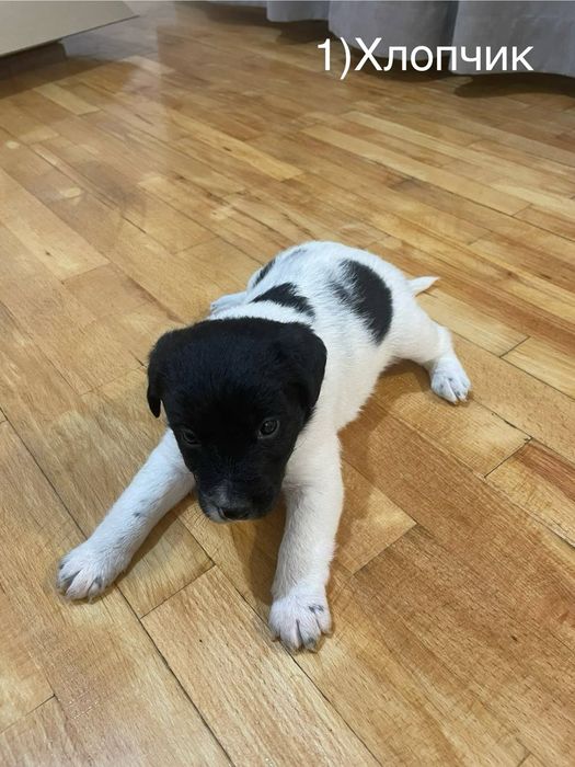 Цуценята шукають дім