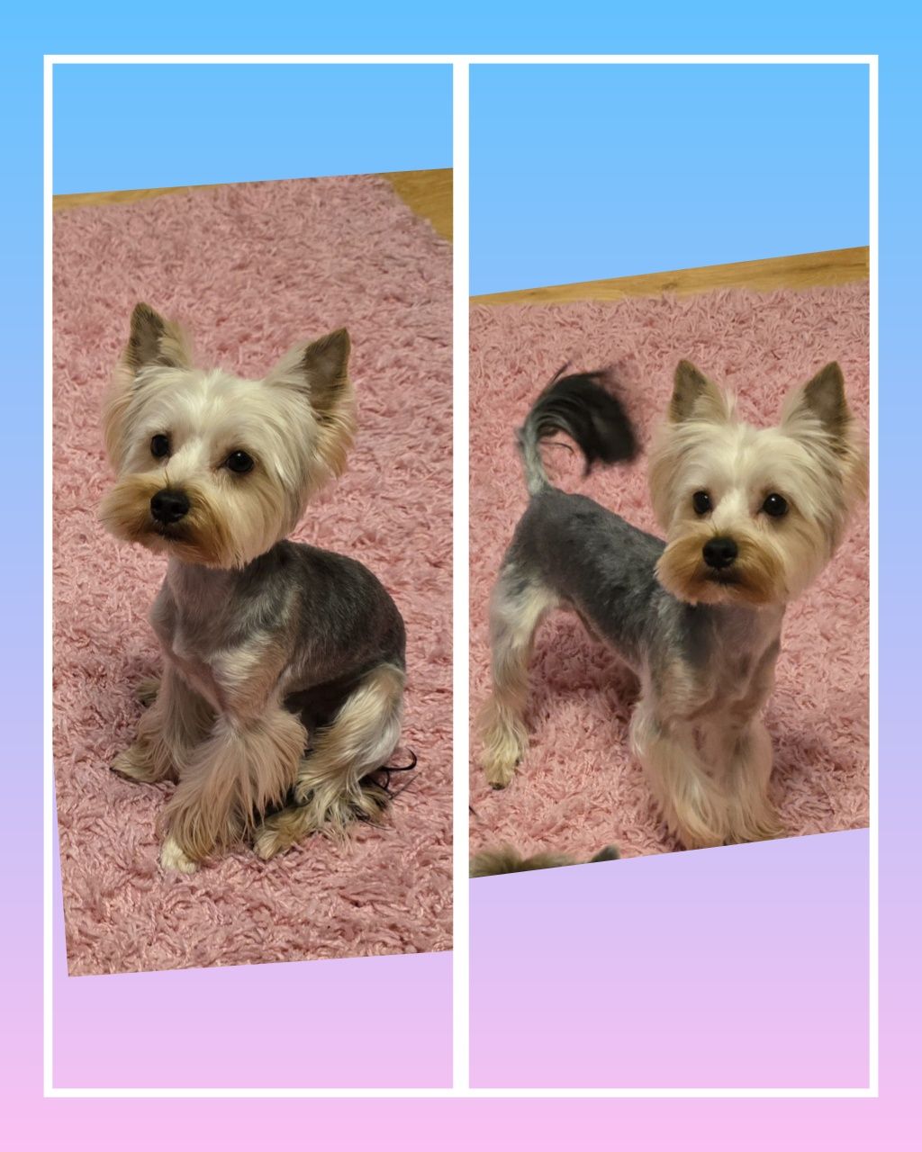 Yorkshire terrier piesek Leo
