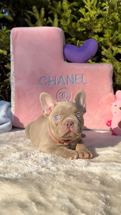 Buldog Francuski dziewczynka New shade Isabella