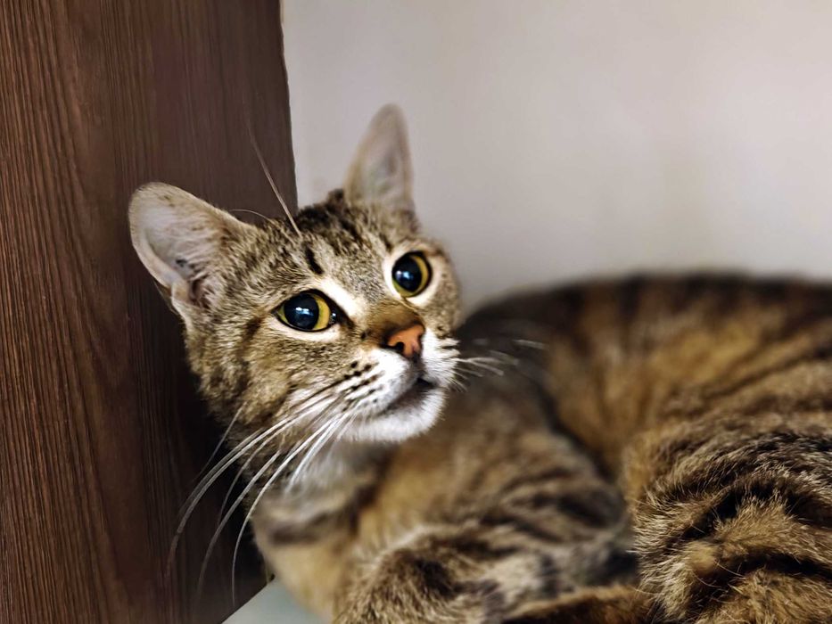 Ніжна і добра кото-дівчинка Квітя (10 міс) дуже сумує без людини!