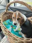Beagle piesek trikolor