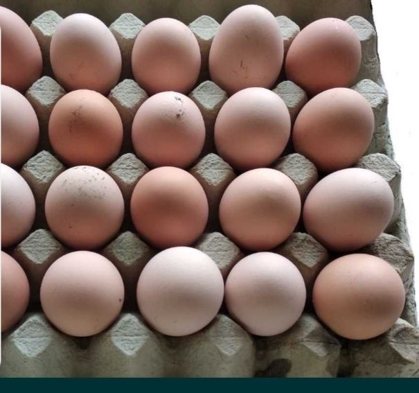 Jajka wiejskiej od kur z przydomowej zagrody