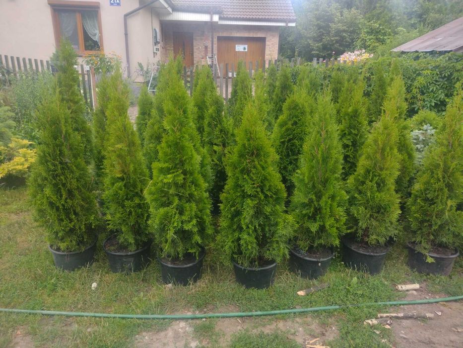Tuja szmaragd duża
