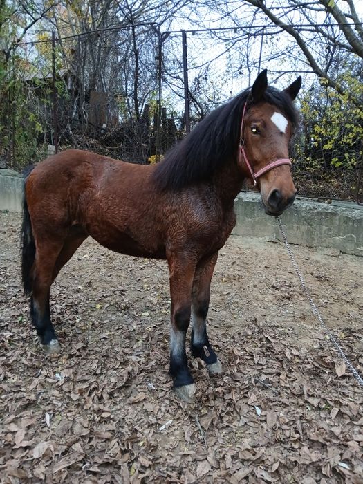 Лошиця кобила               .