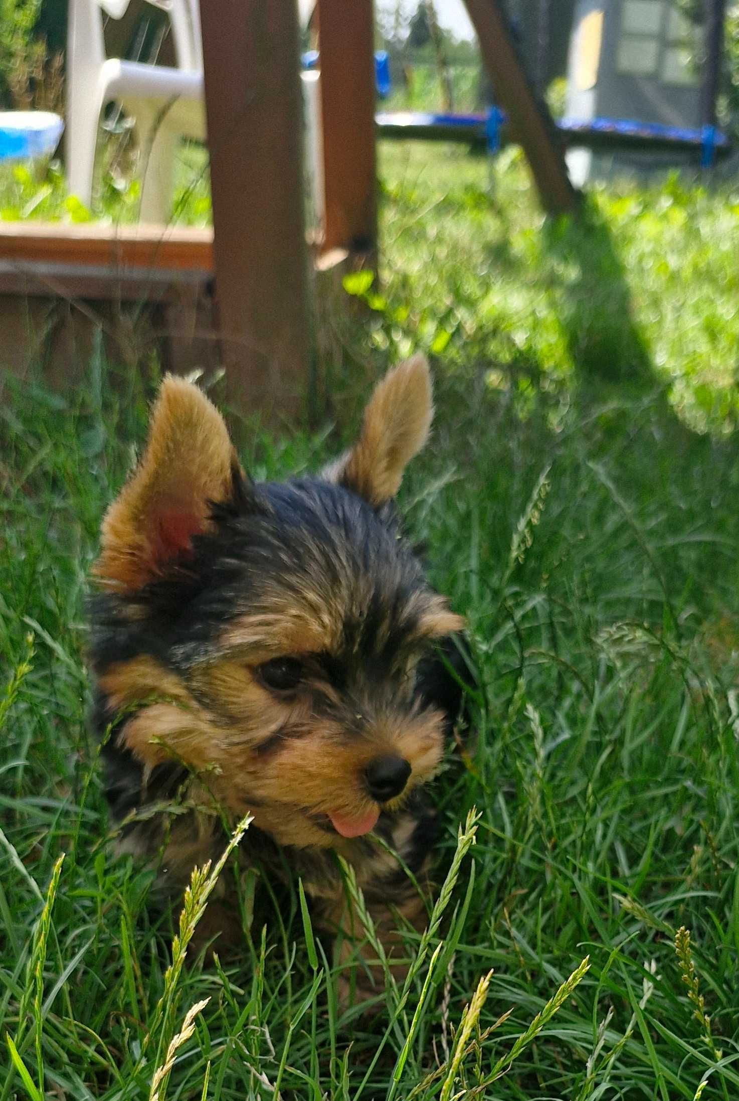 York pies Yorkshire Terrier stalowo złoty Reksio Zarezerwowany