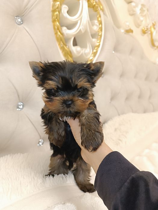 Курносый мини-ребёнок