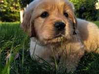 Golden retriever suczka zkwp fci po zdrowych rodzicach zlota