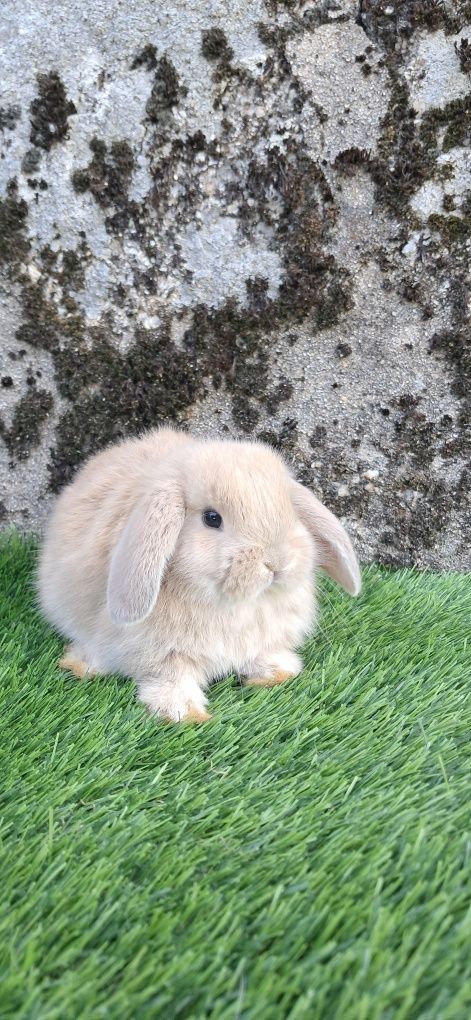 Coelho anão mini lop belier