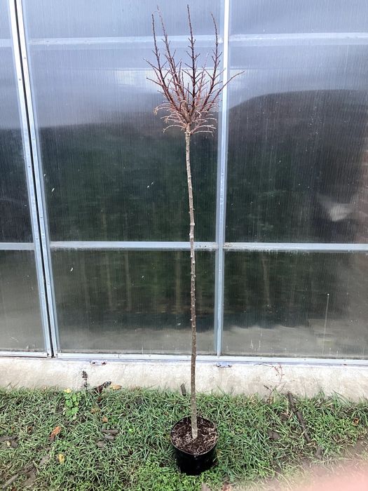 modrzew zwisający pendula  kulisty szczepiony