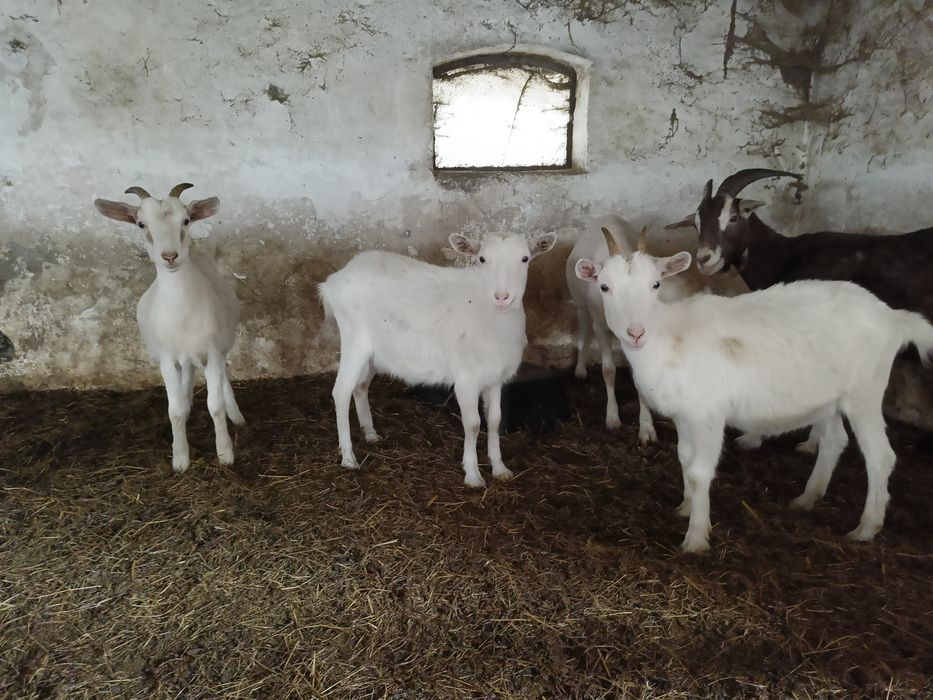 Kozki tegoroczne odchowane