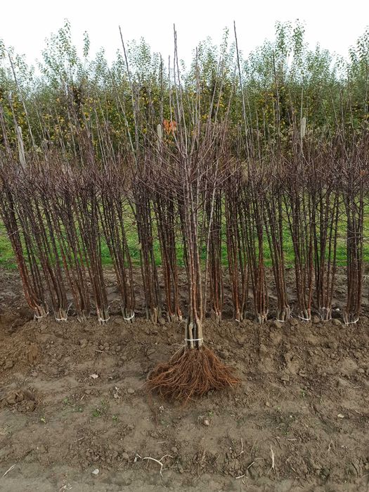 Drzewka owocowe - jabłonie / apple fruit trees