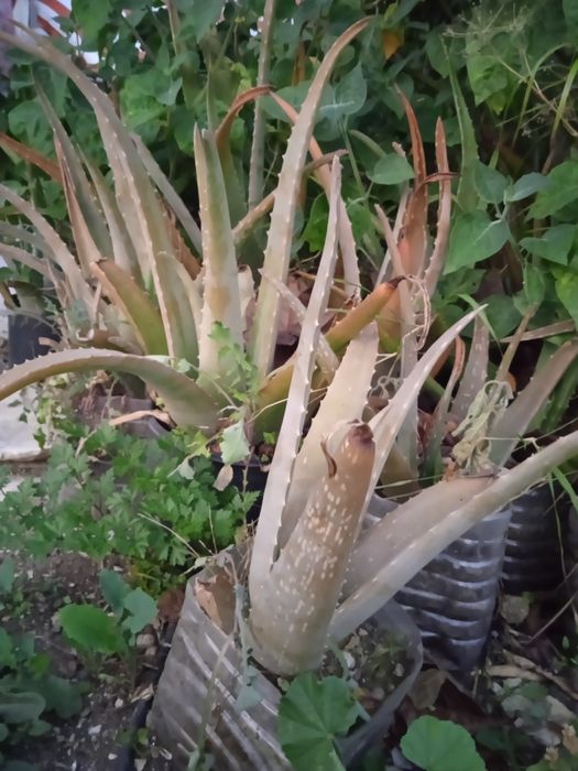Planta Aloé Vera
