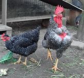 Ovos Galados de Galinhas de Várias Raças