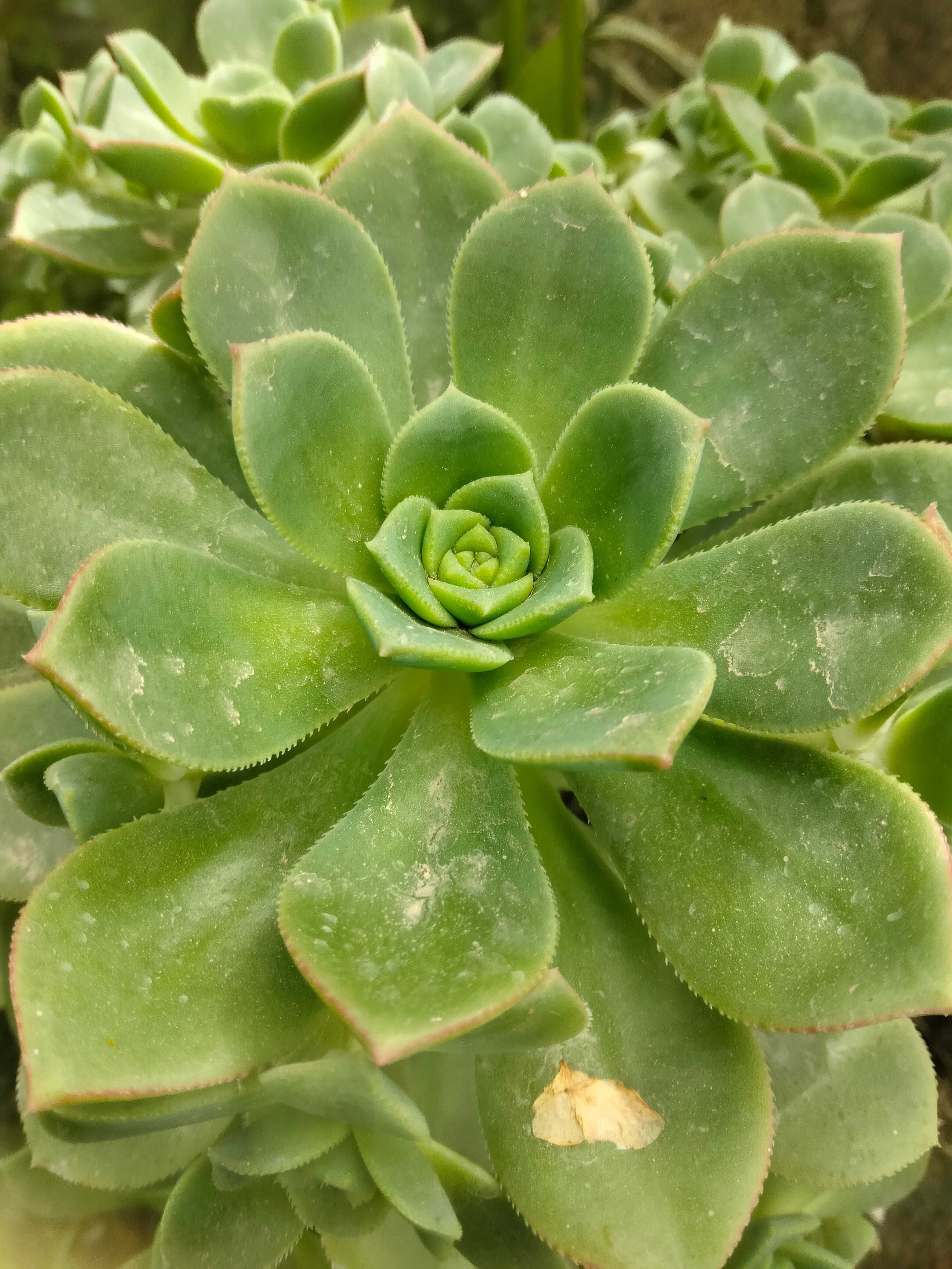 Aeonium haworthii suculenta