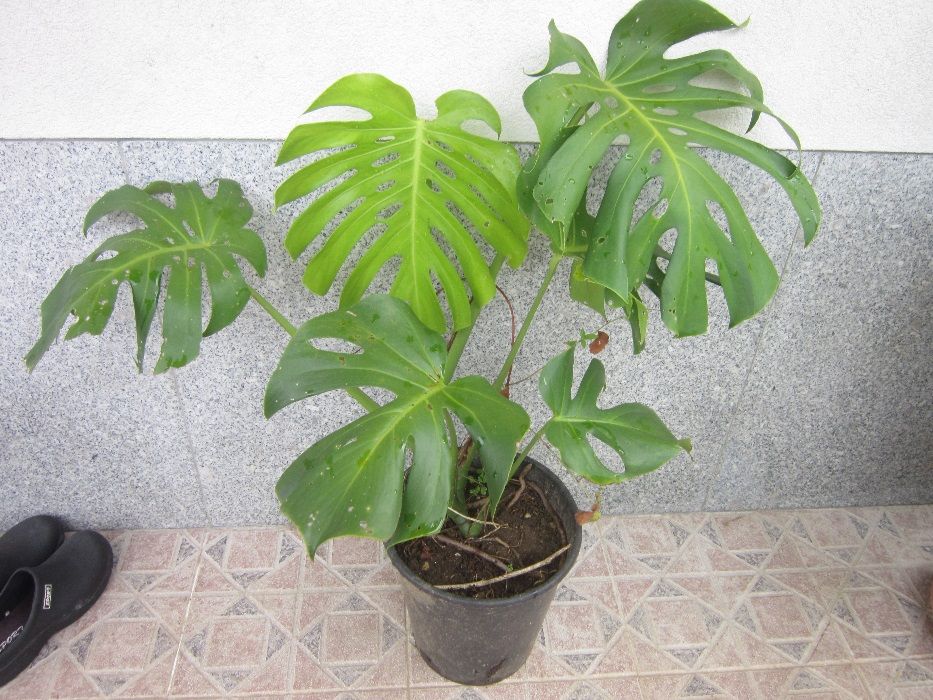 Planta exótica Acanto grego costela adão