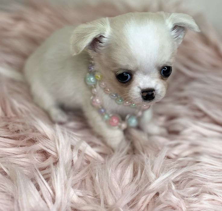 Chihuahua Femea disponivel