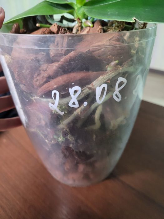 Давно домашня орхідея Анаконда, з квітконосом.