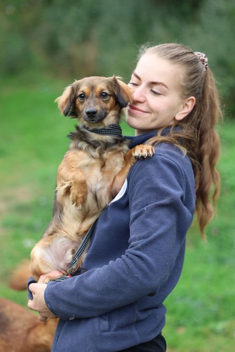 Roczny malutki samiec do adopcji