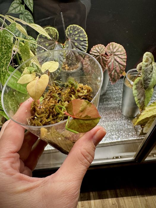 Fallopia Multiflora Variegata