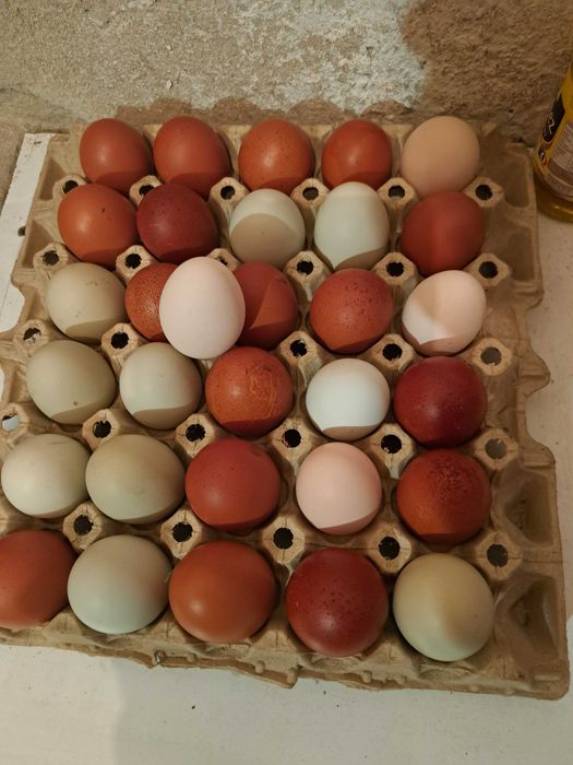 Jaja lęgowe kur niosek dark green shell dominant wyandotte marans