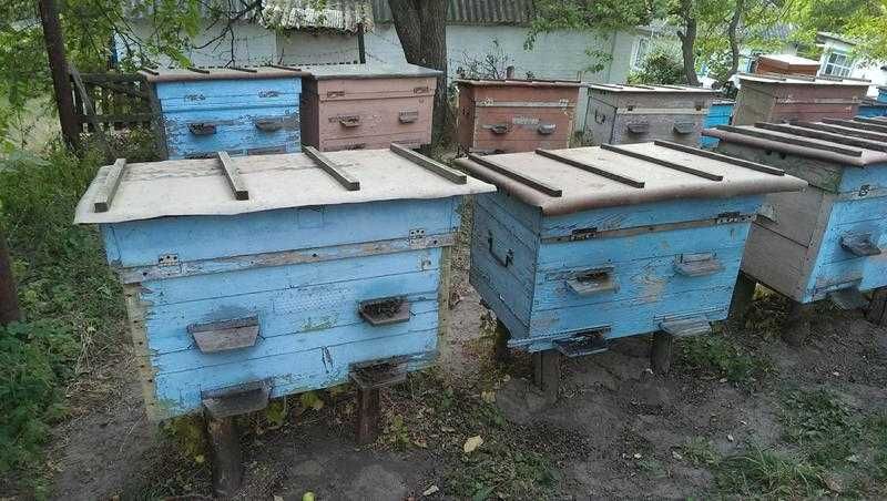 продам Пчел, украинская степная