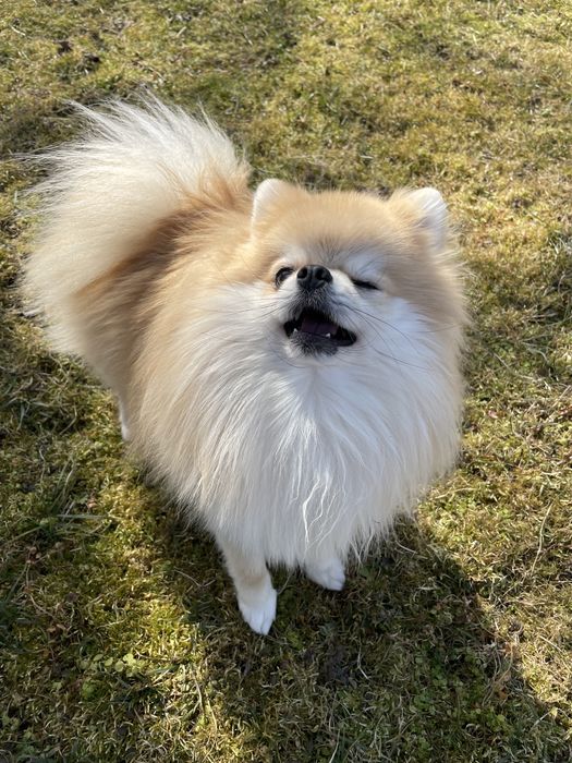 Пропонуємо до в‘язки померанського шпіца