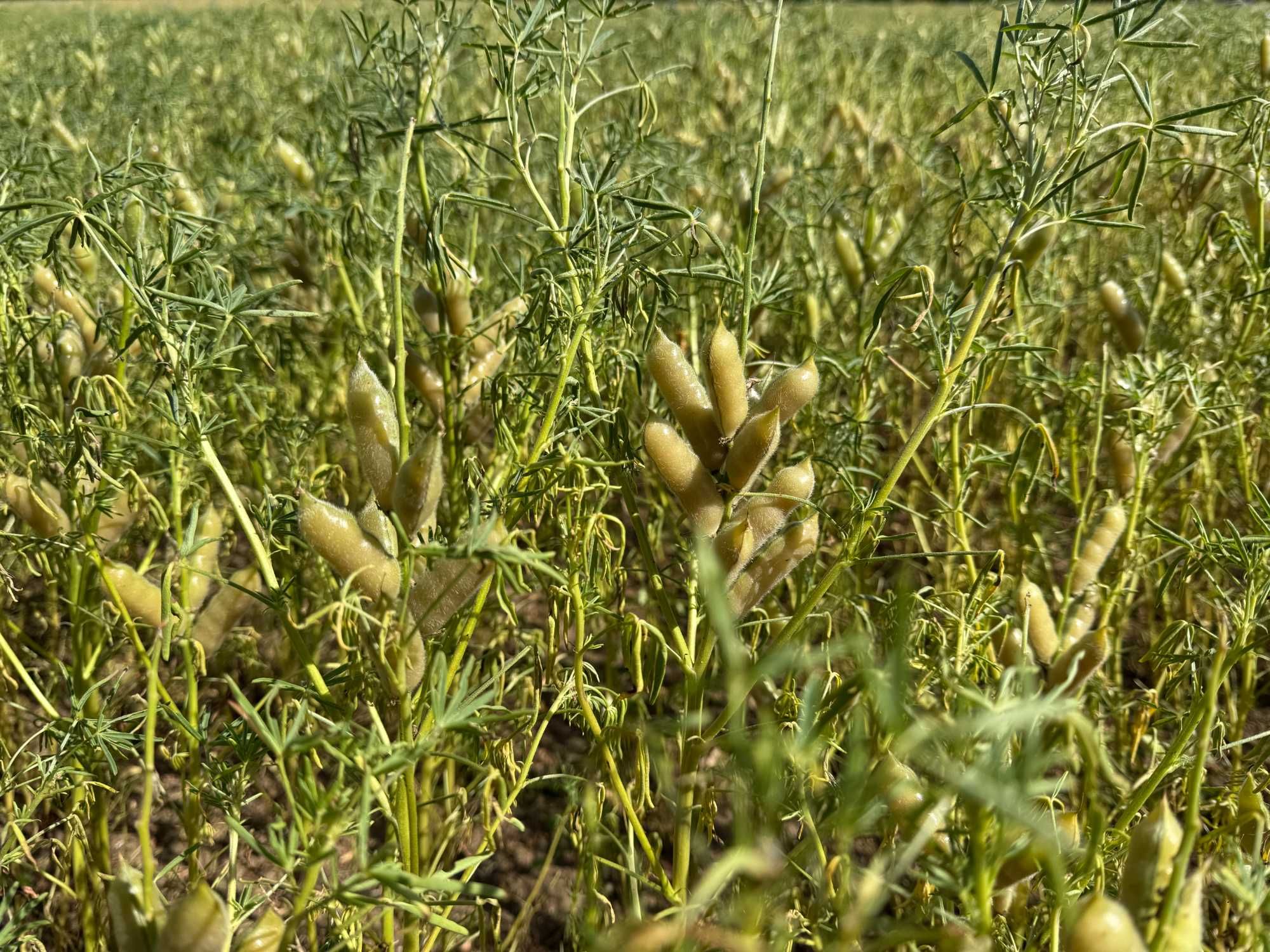 Łubin wąskolistny odmiana Karo (Lupinus angustifolius L.)