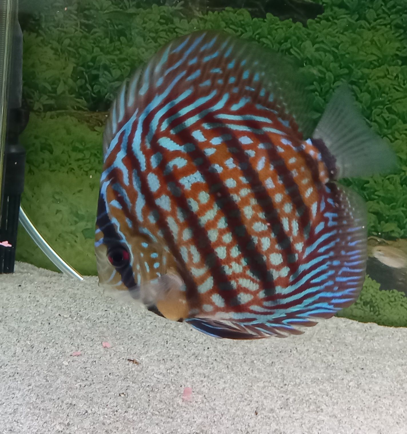 Discu Red Turquesa 10/11 cm