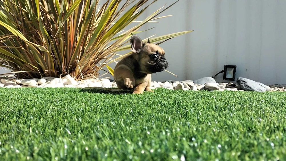 Bulldog Francês Fêmea com LOP e Afixo