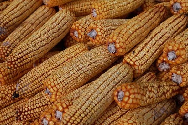 Кукурудза врожай 2023,є доставка