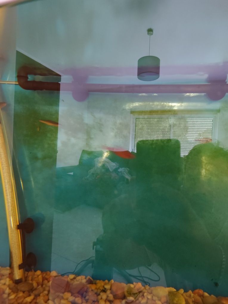 Aquário com filtro quase novo