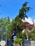 Picea abies Inversa Pendula, Świerk pospolity,	400-450cm, C375