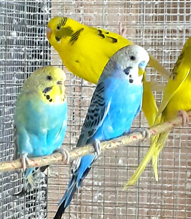 Papugi faliste mlodziutkie