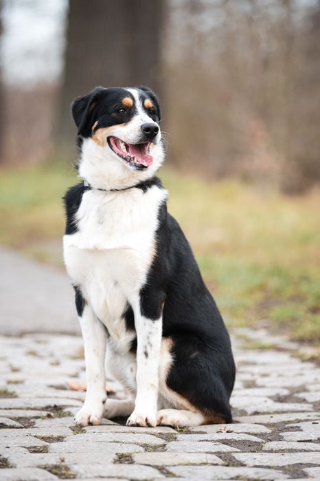 Pies Aro w typie owczarka australijskiego do adopcji!