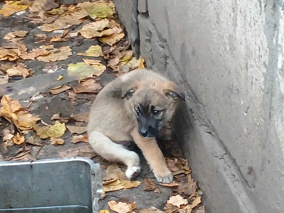 щенки в хорошие руки