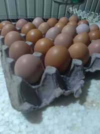 яйца домашние куриные