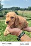 Cocker spaniel angielski złoty suczka szczeniak