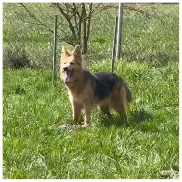 Красивая молодая собака Ириска