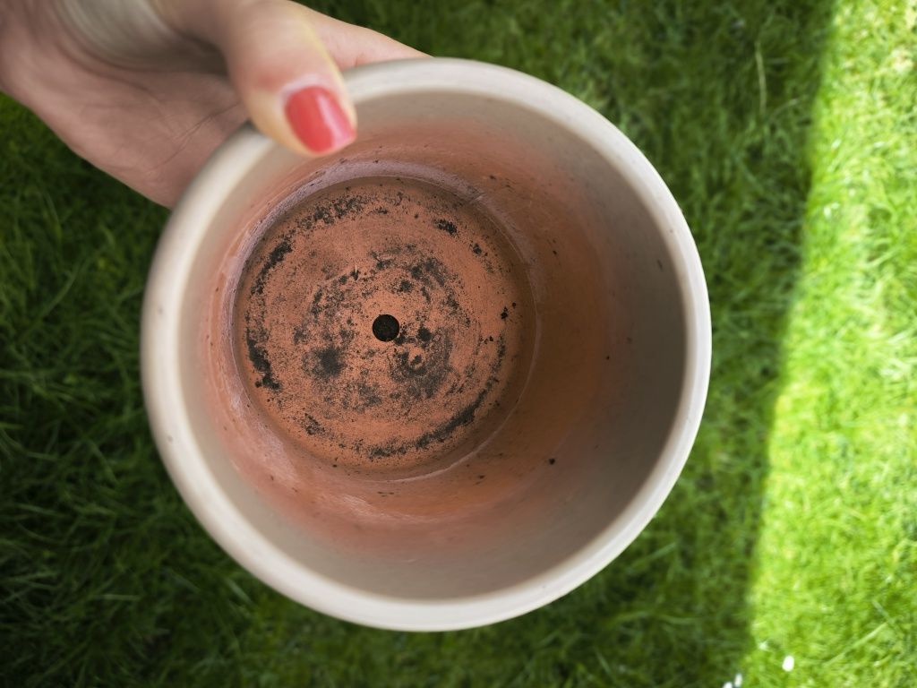 Vasos de plantas variados