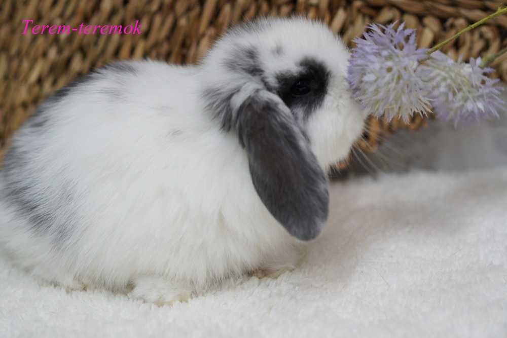 Породний карликовий висловухий кролик Mini Lop