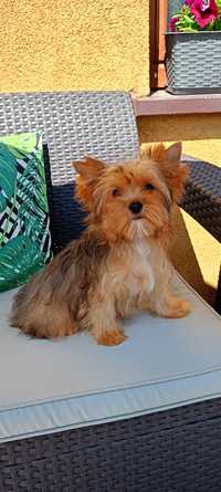 Yorkshire terrier merle