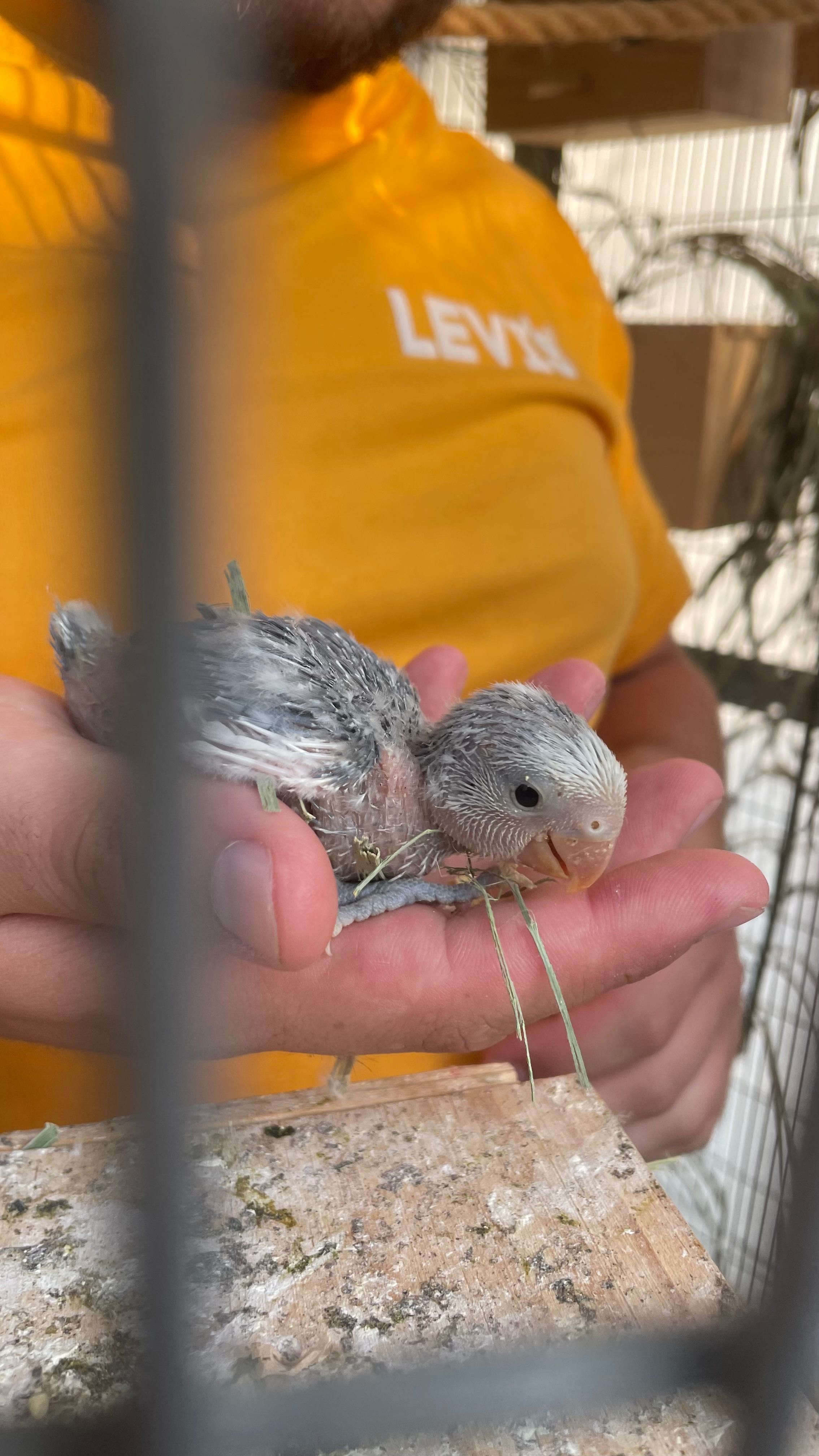 Agapornis para criar a mão