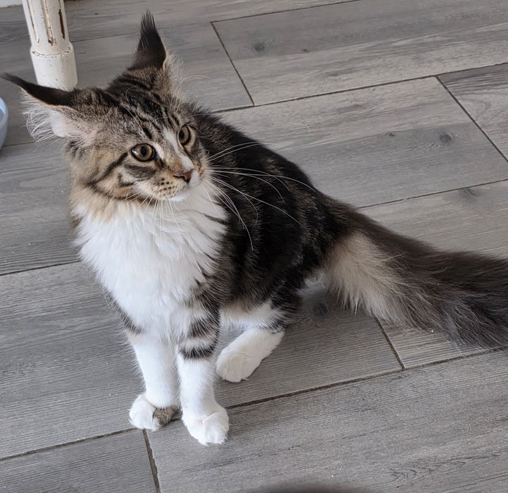 Piękna kotka Maine Coon