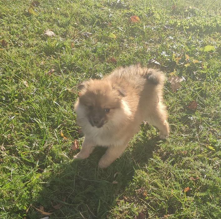 Szpic średni suczka