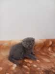 Scottish Fold macho