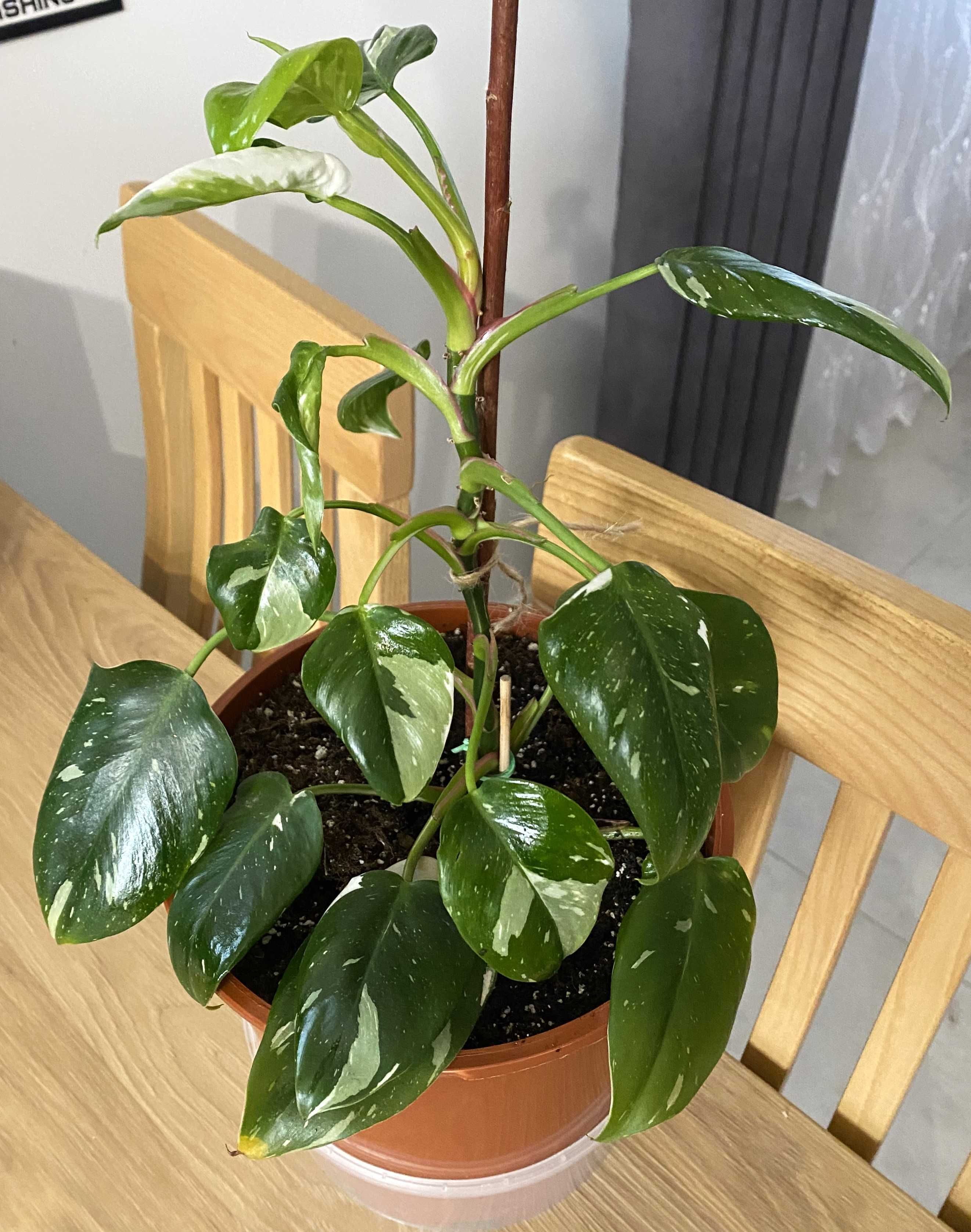 Filodendron White Princess, zdjęcia oferowanej rośliny, Z PARAPETU