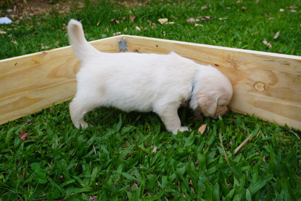 Golden Retriever