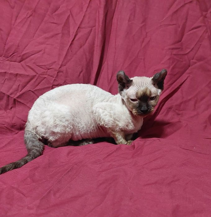 Шикарная девочка канадского сфинкса эльфийка.