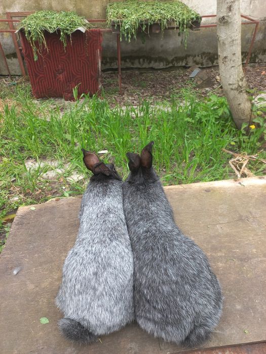 Кролиці Полтавське срібло