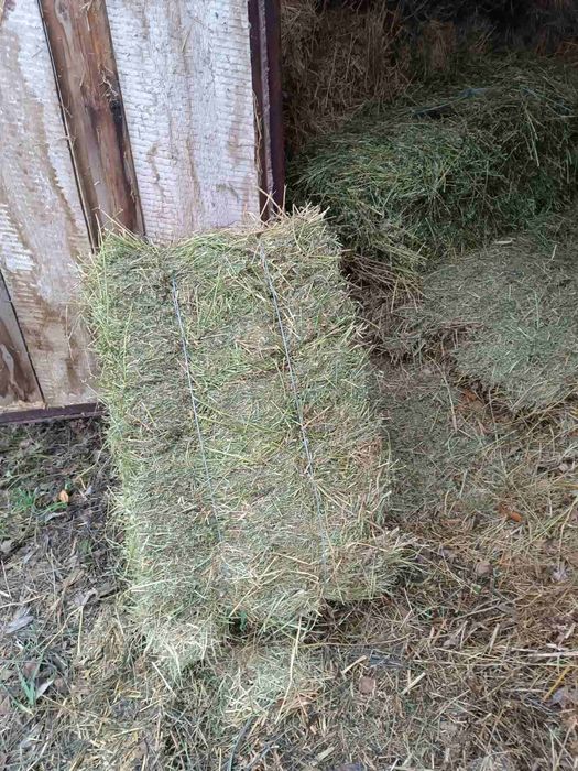 Продам Люцерну в тюках